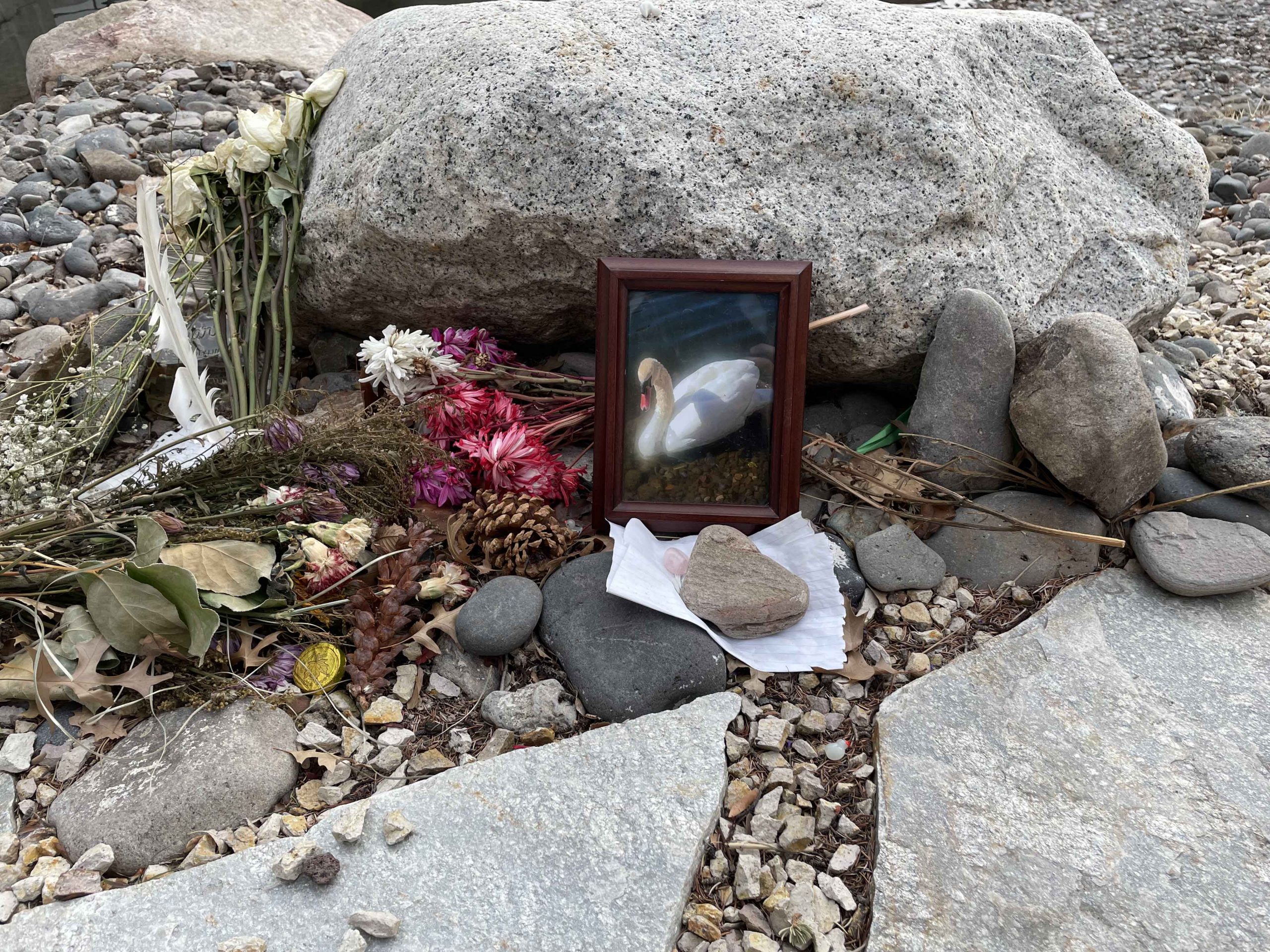 Suspect Charged in the Death of Campus Swan, Zeus