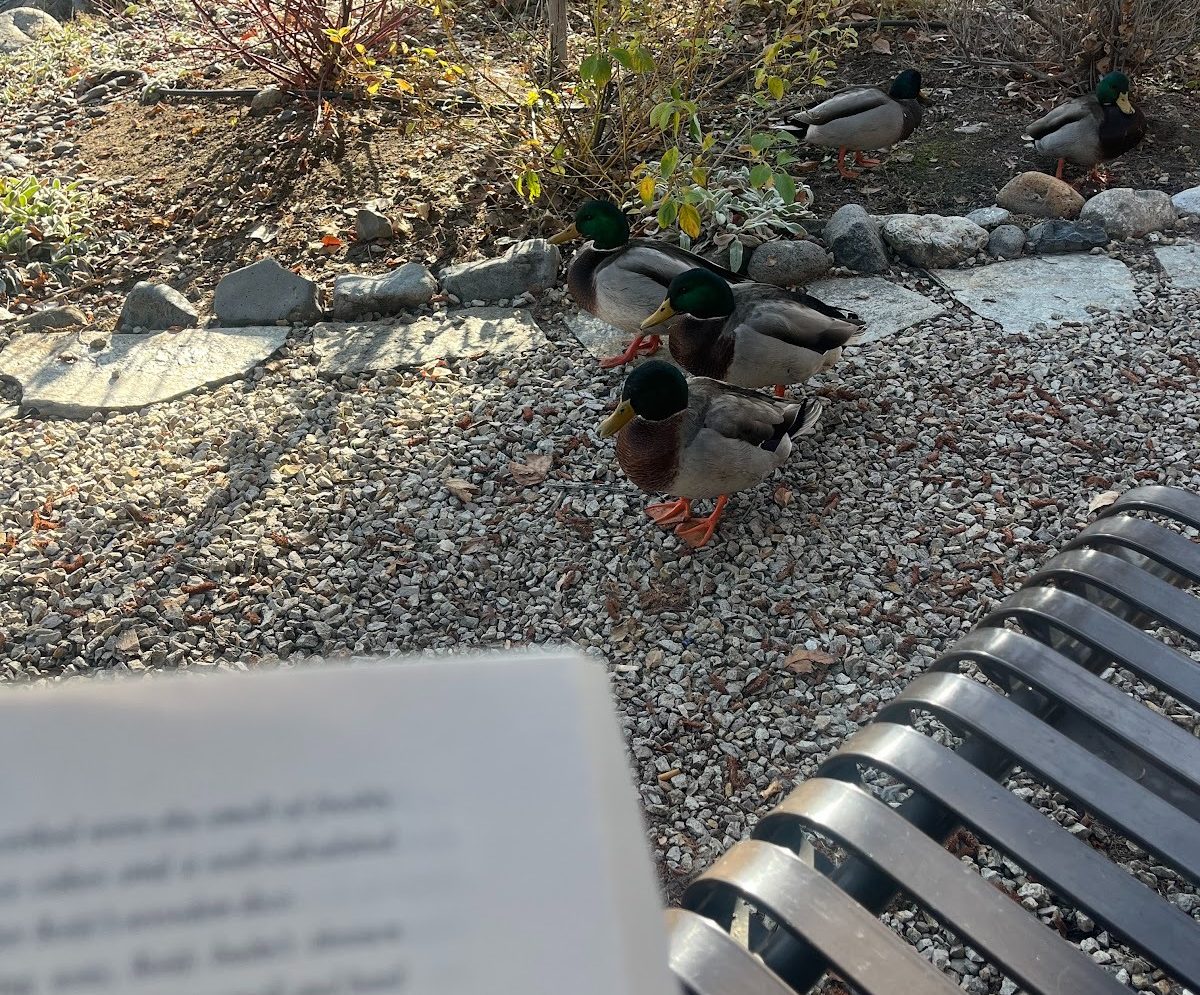 Ducks by Manzanita Lake