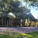 Over 2,000 flags planted in a green field surrounded by UNR's Quad buildings.