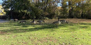 Geese hanging out around Manzanita Lake at the University of Nevada, Reno.