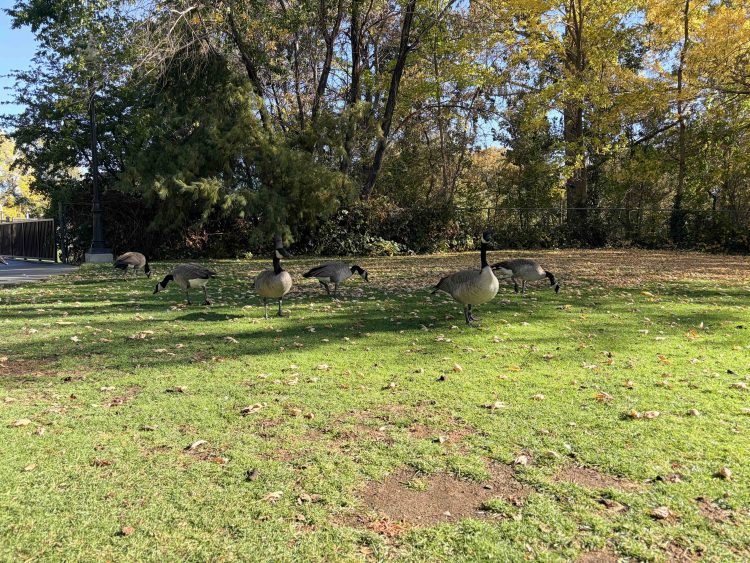 Geese hanging out around Manzanita Lake at the University of Nevada, Reno.